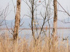 -野鸭湖国家湿地公园