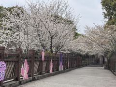 -高东镇樱花园