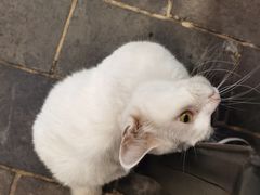 -张记牛肉面馆(天津路店)