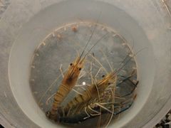 -DGE季风钓虾营地·团建·聚会