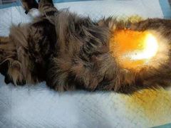 -荔康动物医院(康王北路店)