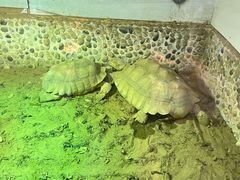 -上海大自然野生昆虫馆
