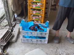 -马陆小张葡萄园农家乐