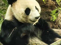 -都江堰中华大熊猫苑