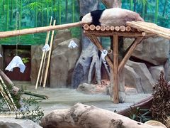 -灵玲国际马戏城