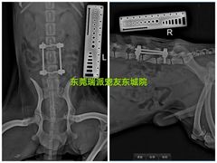 -东莞宠友24H宠物中心医院·转诊夜诊·异宠(新河北路院)