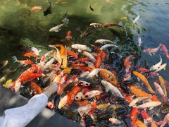 -三亚湾海居雅高铂尔曼度假酒店