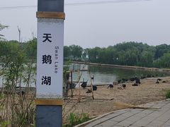 -白洋淀景区