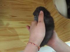 -鼓捣猫呢主题猫咖店