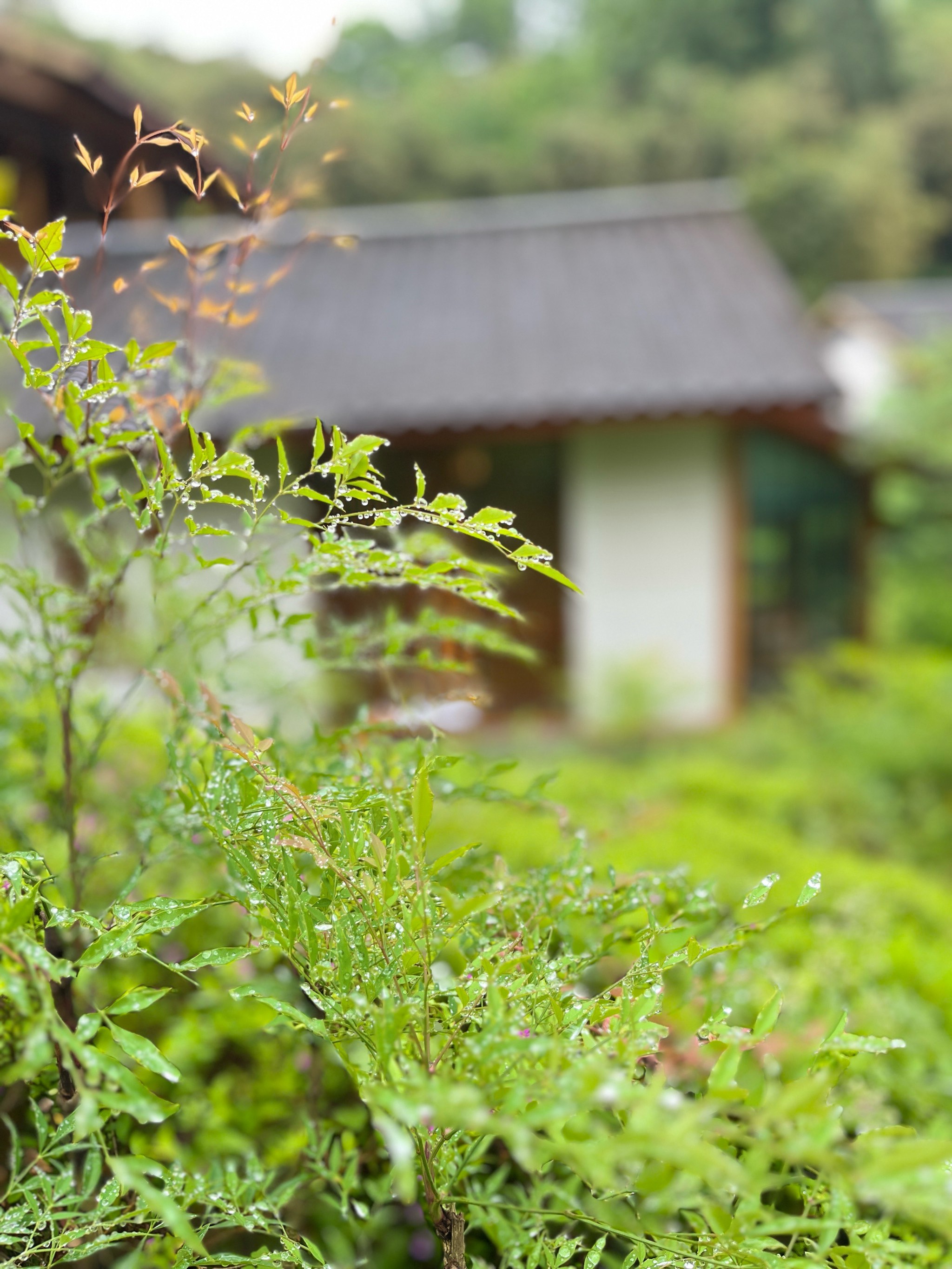 和风细雨图片一年级图片