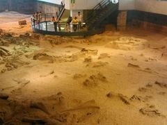 android_upload_pic-自贡恐龙博物馆