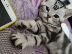 -米苏动物医院·犬猫专科·骨科外科内窥镜