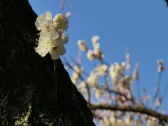 -南京古林公园