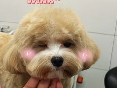 -帕帕拉兹宠物(亚洲旗舰店)