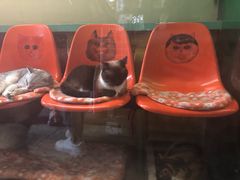 -猫咪博物馆(顶澳仔猫街店)