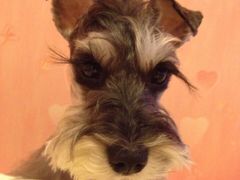 iphone_upload_pic-艾咪宠物店(长宁支路店)