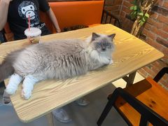 -豆逗聊愈猫阁Easy Life
