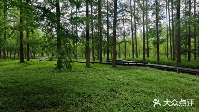 黄海国家森林公园图片