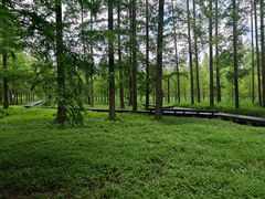 -黄海国家森林公园