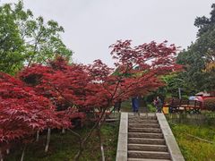 -铁山坪森林公园