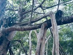 -中国科学院西双版纳热带植物园