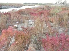 -春花秋色城市公园