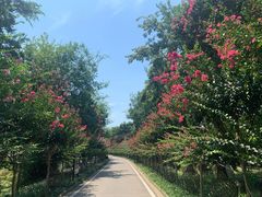 -武汉紫薇都市田园