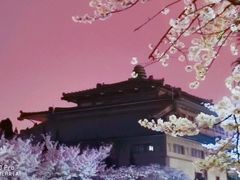 -武汉大学-樱园