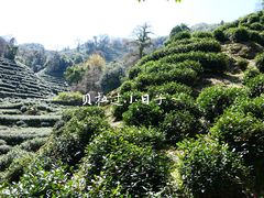 -十八棵（老龙井）御茶园(老龙井店)