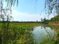 -泗洪洪泽湖湿地景区