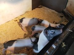 -昆明大悦城未来动物城(螺蛳湾中心店)