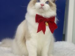 -爱洗澡的猫(天河路店)