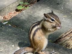 -五营红松林海景区