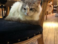 -more than meow吴止猫主题餐厅(承德 中船汇店)