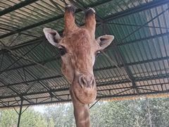-秦皇岛野生动物园