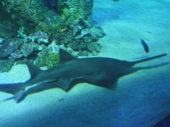 -悉尼海洋生物水族馆