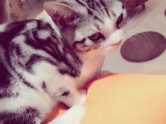 -飞行喵MR PILOT|猫舍·猫咖(静安大融城店)