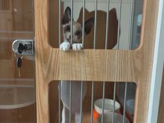 -山宅一喵德文卷毛猫舍