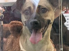 -它主义宠物(梁溪万达店)