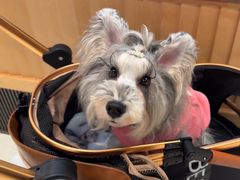 -帕帕拉兹宠物(亚洲旗舰店)