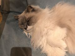 -滚猫咖啡·猫咖·猫友好撸猫(未来城店)