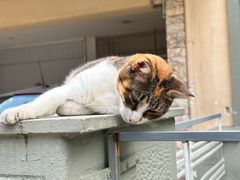 -康成宠物医院24H·CT·核磁共振