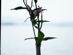 -柳莺湖上·湖景餐厅·江南菜(西湖店)