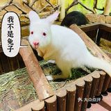 小草探店の沉浸式撸宠体验