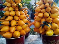 -三圣花乡旅游区