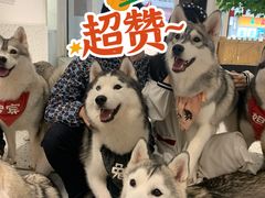 -Husky Go!哈士奇体验馆·宠物咖啡厅狗咖