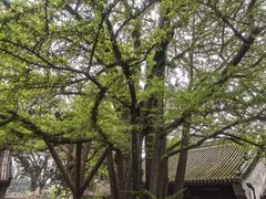 -红螺寺