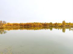 -金塔沙漠胡杨林景区