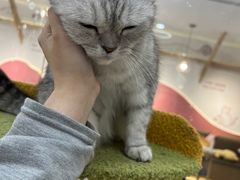 -喵园·猫主题咖啡厅·撸猫·猫咖(国贸店)