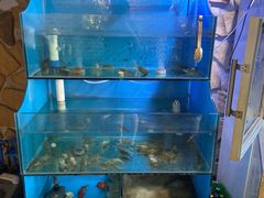 水产区-Thai Basil罗勒叶泰式餐厅(时代天街店)